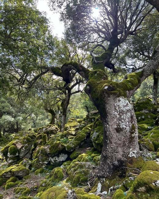 Crete: Sarakina Gorge, Forests, and South Coast Safari - Is $111 good value?