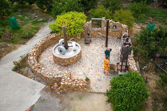 Crete Wine and Olive Oil Tour - The ancient olive tree at Vouves
