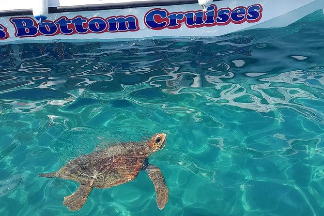 Cruise to turtle's island and caves with a glass bottom boat - Key points at a glance