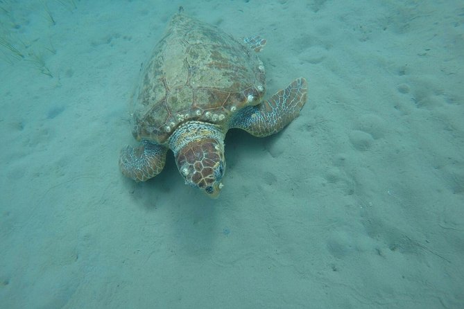 Cruise to turtle's island and caves with a glass bottom boat - Price and value at $301.20 per person