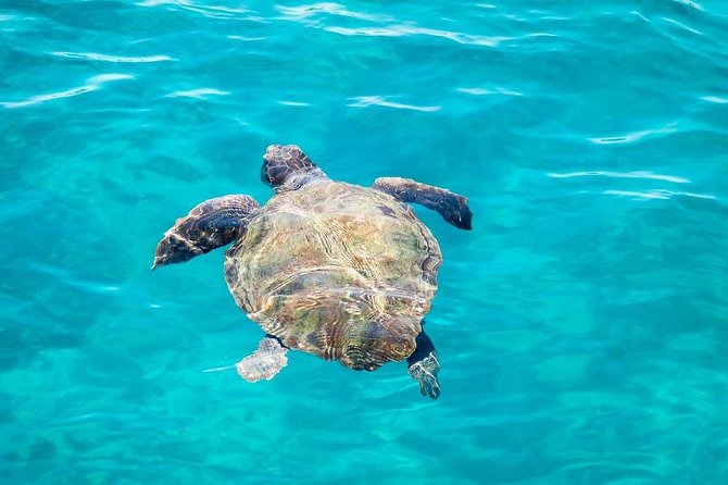 Cruise to turtle's island and caves with a glass bottom boat - What the crew and guides add