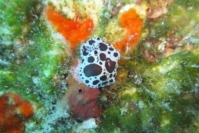 Discover Scuba Diving Adventure in Mykonos - What the $238.94 price really buys