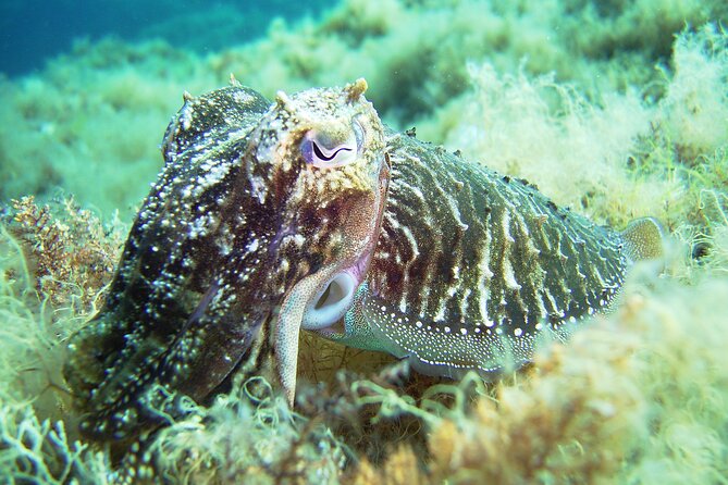 Discover Scuba Diving Adventure in Mykonos - Your first underwater session from shore