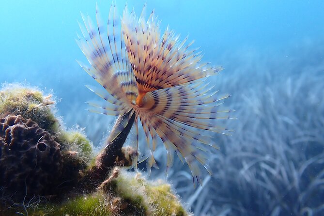 Discover Scuba Diving in Santorini - How the instructors shape the experience