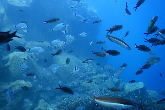 Discover Scuba Diving in Santorini - Free time below the surface