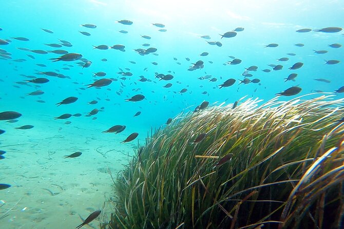 Discover Small Group Scuba Diving Experience in Nea Makri, Athens - Safety, weather, and cancellation terms