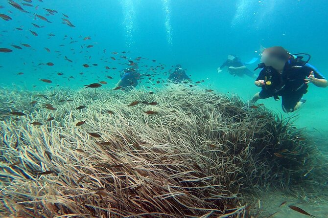 Discover Small Group Scuba Diving Experience in Nea Makri, Athens - Starting with equipment and safety at Frinis 20