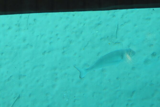 Dory's Glass Bottom Boat Adventure in Pserimos and Pserimos Beach - Timing, Meeting Point, and Booking Cautions