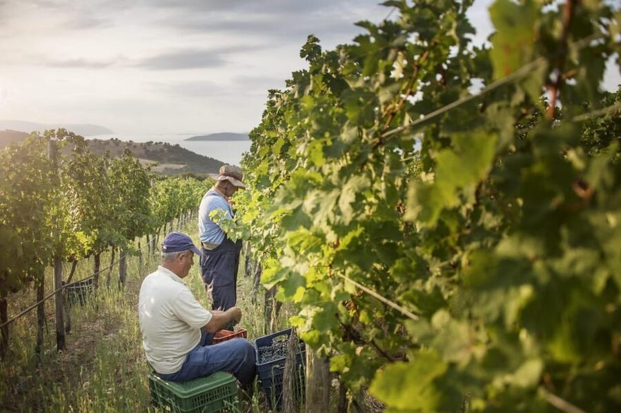 Evening of Wine and Scenic Views in Skiathos - A short tour of grapes, vines, and winemaking