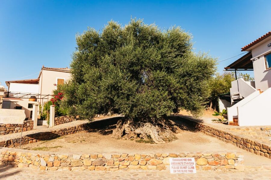 From Chania: Elafonisi and Falasarna Guided Tour with Snacks - Why this western Crete day trip works