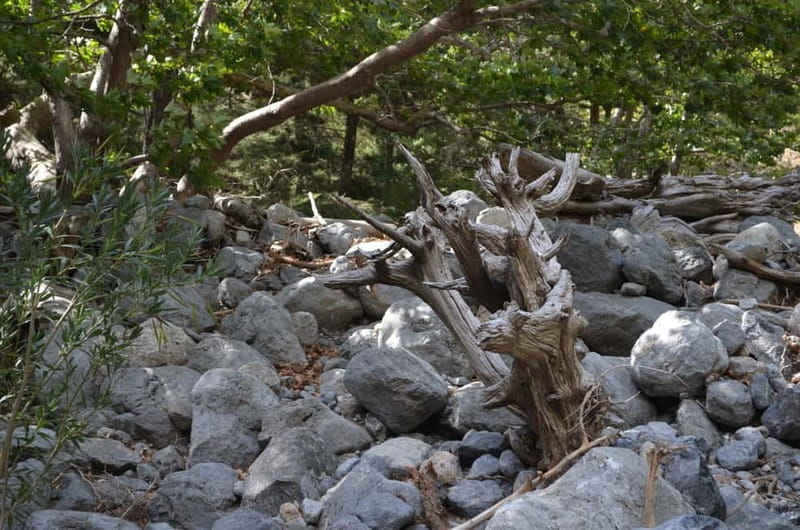 From Chania/Kalyves: Full-Day Samaria Gorge Hiking Day Trip - The gorge’s changing scenery and wildlife