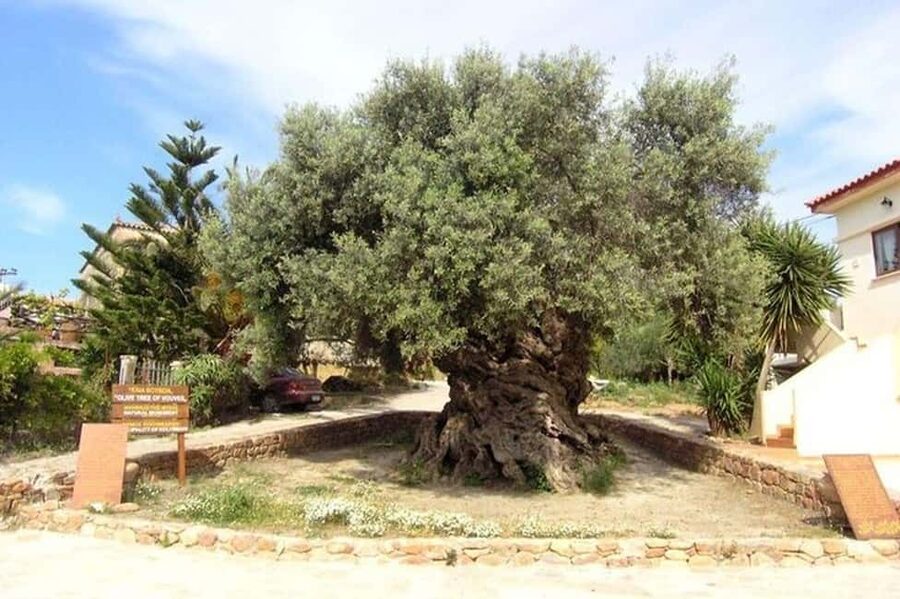 From Chania: Olive Oil, Wine, Cheese & Honey Tasting Tour - Key points to know before you book