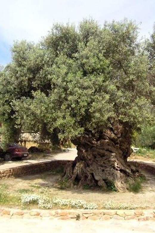 From Chania: Olive Oil, Wine, Cheese & Honey Tasting Tour - Honey, olive groves, and the oil behind every Cretan table