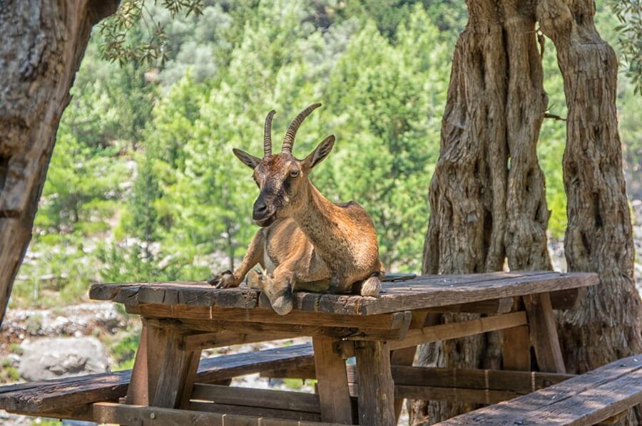 From Chania: Samaria Gorge with Professional Hiking Guide - Starting at Omalos in the White Mountains