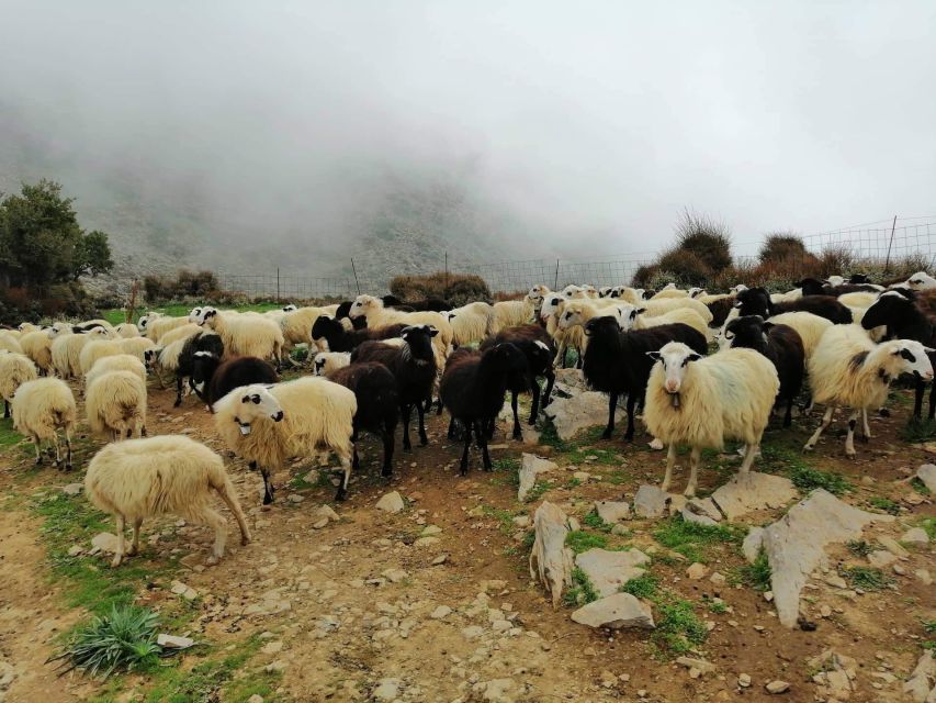 From Chania: White Mountains Land Rover Safari - Quick points before you book