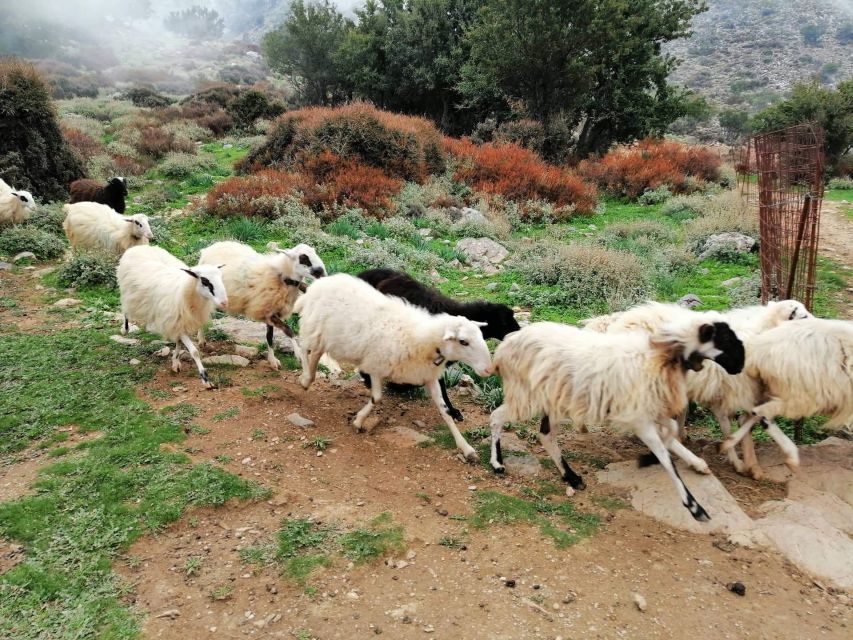 From Chania: White Mountains Land Rover Safari - Who will enjoy this day most?