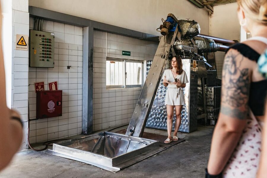 From Chania: Wine and Olive Oil Tasting Tour with Snacks - Learning how extra virgin olive oil is made