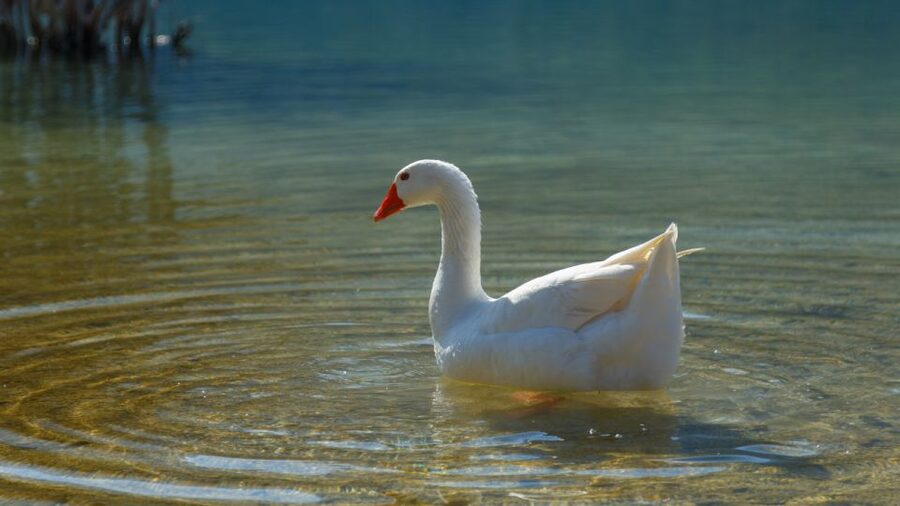 From Heraklion: Chania Town, Kournas Lake, and Rethymno Tour - Who should book this tour?