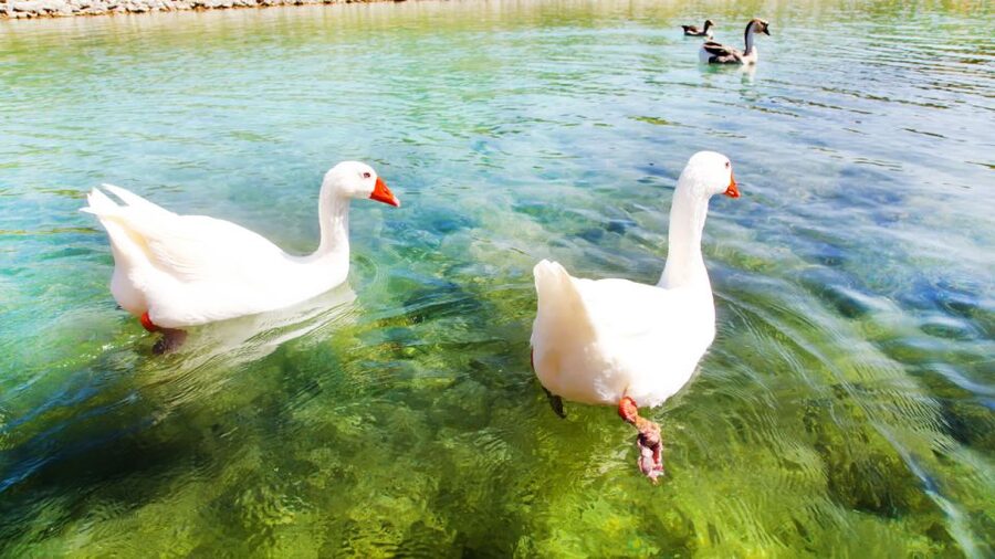 From Heraklion: Chania Town, Kournas Lake, and Rethymno Tour - Rethymno: the pleasant late-day surprise