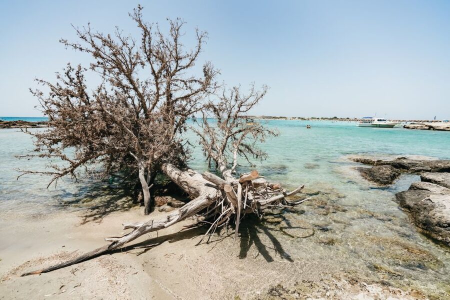 From Rethymno/Kavros: Elafonissi Pink Sand Beach Tour - Coffee and village life at Elos