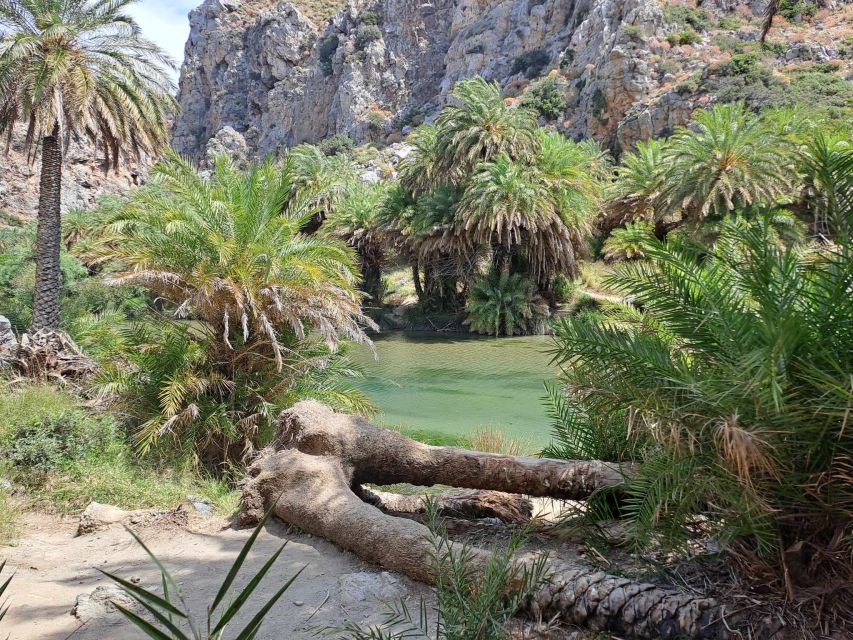 From Rethymno: Kourtaliotiko, Preveli Palm Beach, & Damnoni - What to bring and who should book it
