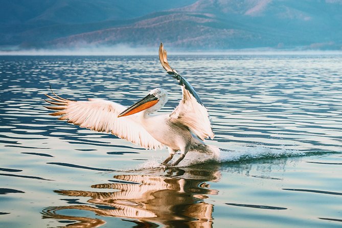 From Thessaloniki: Private Day Trip to Kerkini Lake - Why Lake Kerkini makes a strong day out
