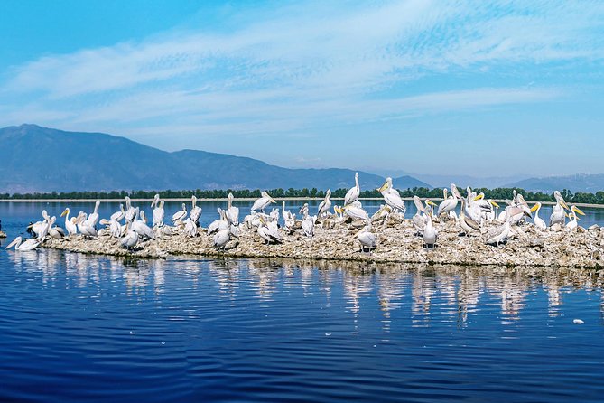 From Thessaloniki: Private Day Trip to Kerkini Lake - A coffee break and the buffalo farm