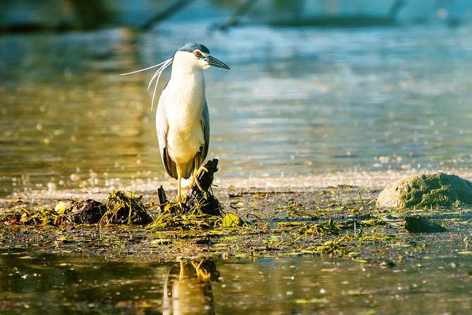 From Thessaloniki: Private Day Trip to Kerkini Lake - The return route along the western shore