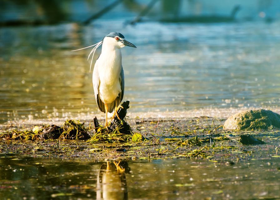 From Thessaloniki: Private Day Trip to Kerkini Lake - How much value do you get for $577?