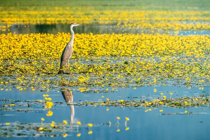 From Thessaloniki: Private Day Trip to Kerkini Lake - Leaving Thessaloniki at 8:00 AM