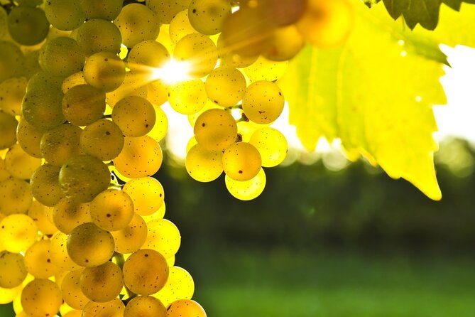 Gourmet Journey: 12-Course Lunch, Wine Tasting & Culinary Session - Who will enjoy this Rhodes food tour most
