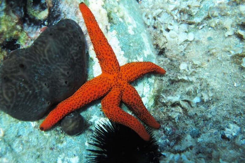 Halkidiki-Kassandra: Scuba Diving for Beginners - Starting at Diving Center Sredetz