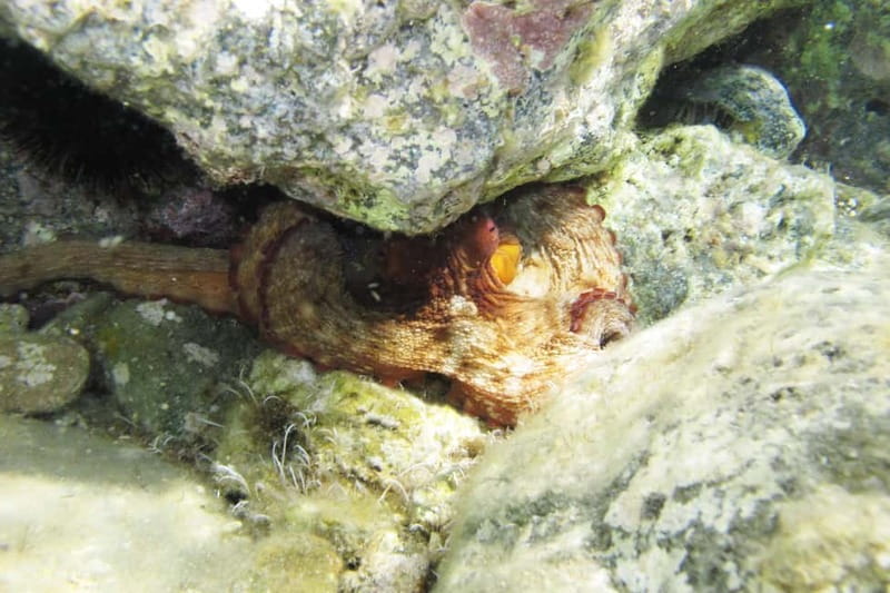 Halkidiki-Kassandra: Scuba Diving for Beginners - Three hours at the site, including a 30-minute scuba session