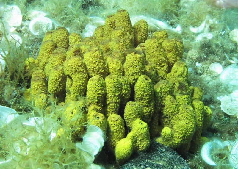 Halkidiki-Kassandra: Scuba Diving for Beginners - Underwater conditions around Halkidiki