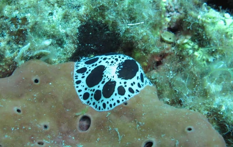 Halkidiki-Kassandra: Scuba Diving for Beginners - Equipment, lessons, and optional underwater photos
