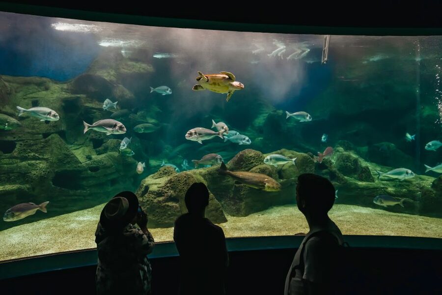 Heraklion Area: CRETAquarium Admission Ticket - What CRETAquarium is really like