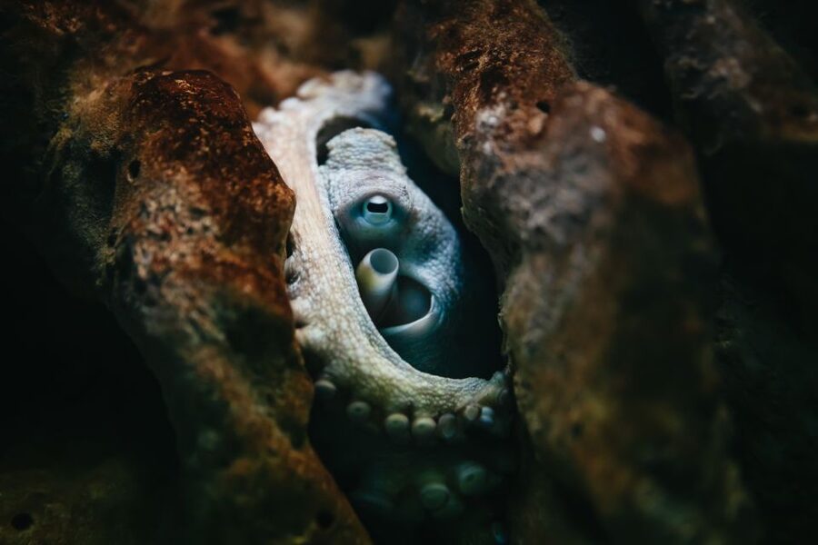 Heraklion Area: CRETAquarium Admission Ticket - Jellyfish, clownfish, and a different viewing angle
