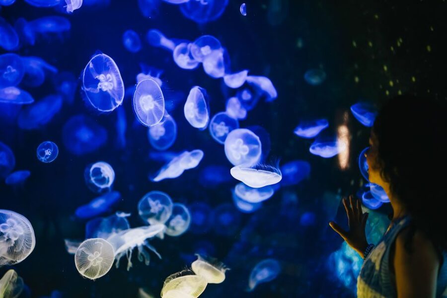 Heraklion Area: CRETAquarium Admission Ticket - Is $9 good value?