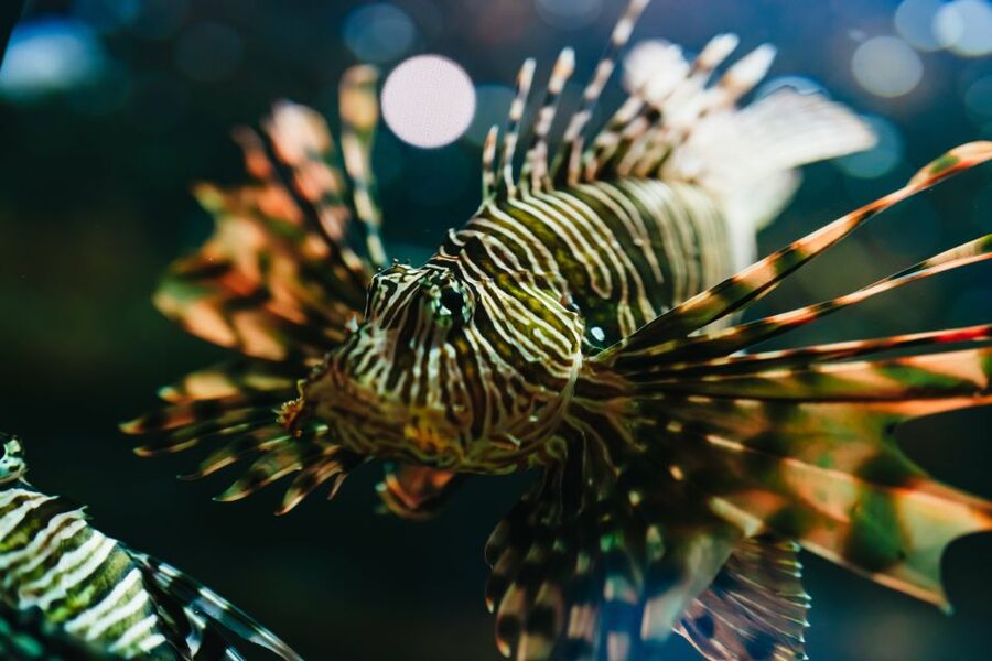 Heraklion Area: CRETAquarium Admission Ticket - From Mediterranean rock pools to open sea tanks