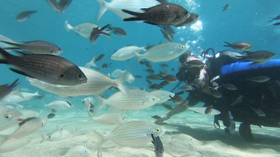 Heraklion: Beginner Scuba Diving Lesson with PADI Instructor - Entering the bay for the one-hour underwater session
