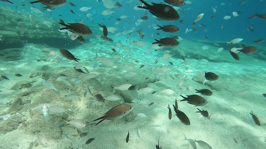 Heraklion: Beginner Scuba Diving Lesson with PADI Instructor - Is $88 a fair price?