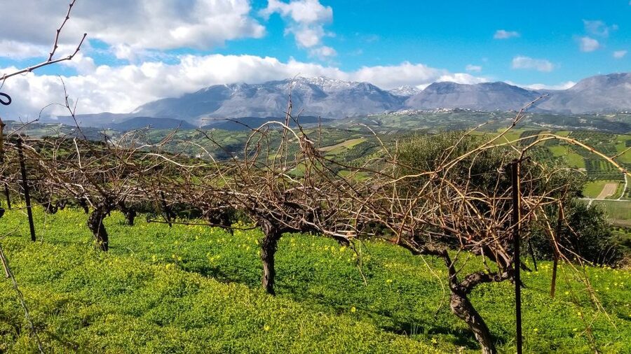 Heraklion: Cretan Wine Tasting Tour & Gourmet Lunch - What the $194 price includes