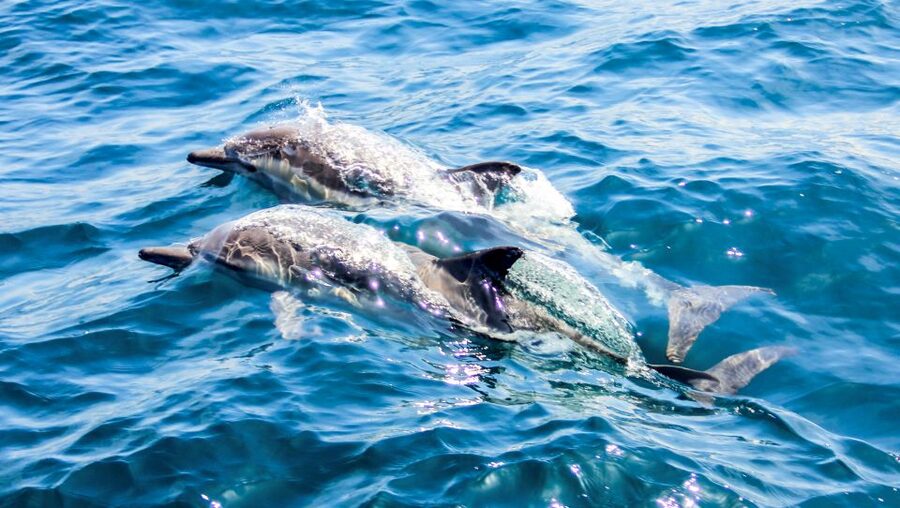 Heraklion: Dia Island Sailboat Cruise with Swimming and Meal - A Greek meal served at anchor
