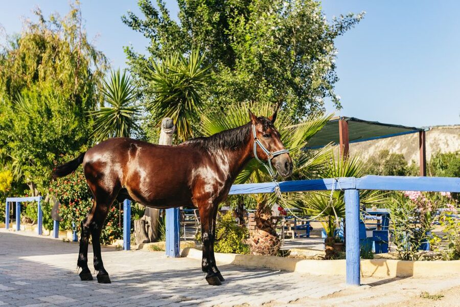 Heraklion: Finikia Horse Riding Tour with Lunch or Dinner - Who should choose the morning slot