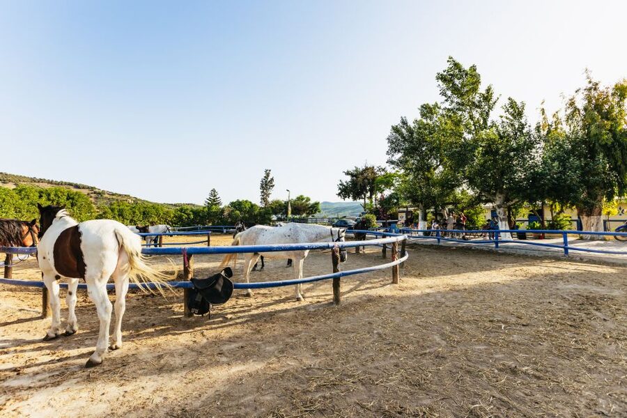 Heraklion: Finikia Horse Riding Tour with Lunch or Dinner - Arriving at the farm and meeting your horse