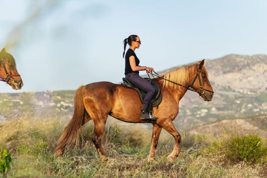 Heraklion: Horse Ride in the Cretan Mountains - The horses and the care they receive
