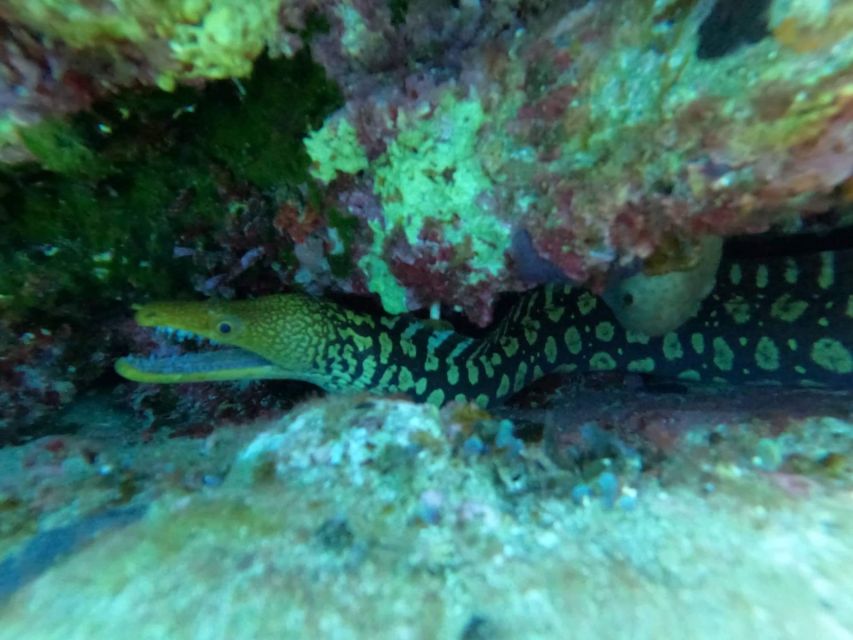 Heraklion: Scuba Diving Experience for Beginners _Beach - Who should book this Agia Pelagia experience?
