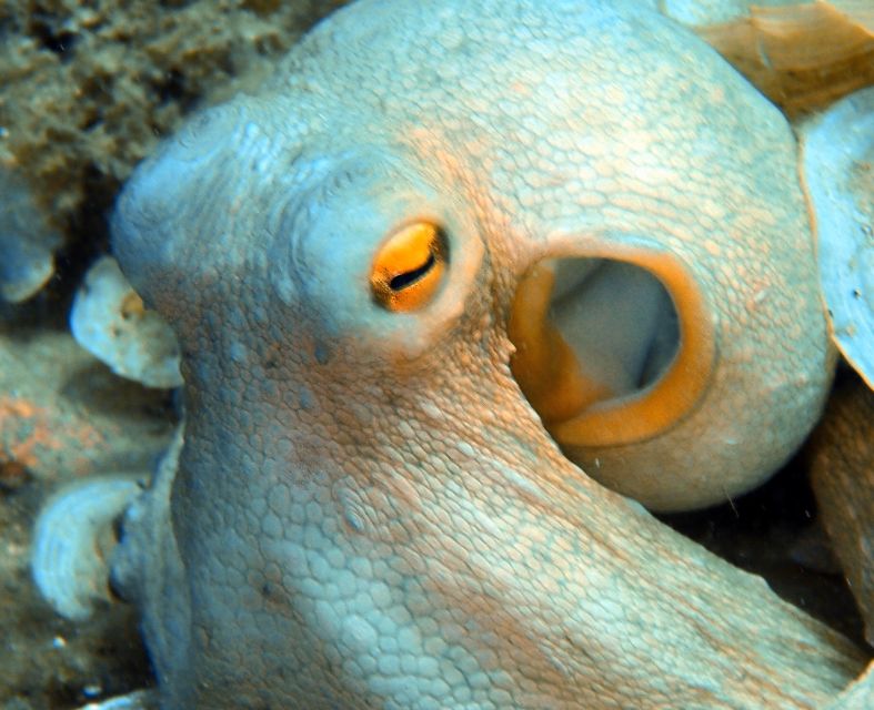 Heraklion: Scuba Diving Experience for First-Timers - Is $82 a fair price?
