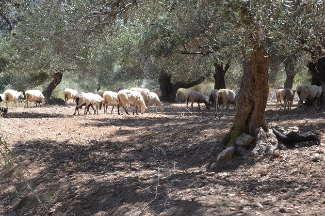 Jeep Safari 4x4 Crete real off road mountain tracks with Lunch from Hersonissos - Rough tracks through gorges and olive country
