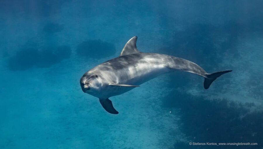 Kamiros Skala : Marine Life Experience & Alimia Island - Who should book this experience?